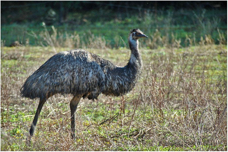 Emu female adult