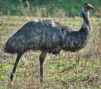 Emu