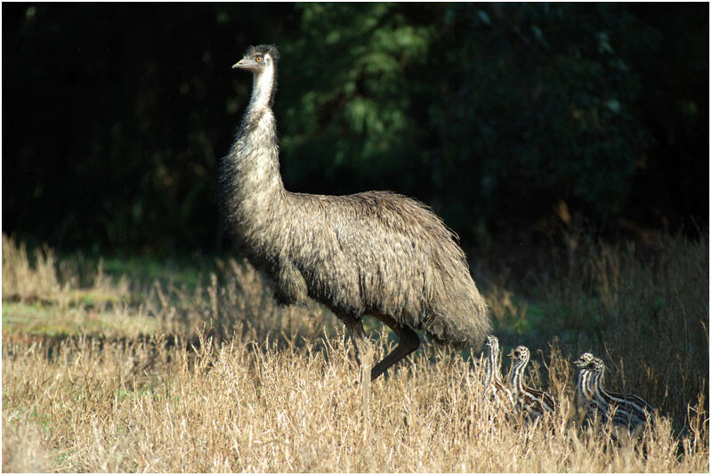 Emu female adult