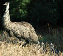 Emu