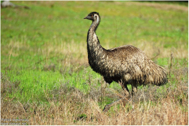 Émeu d'Australie femelle adulte, identification