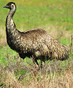 Emu