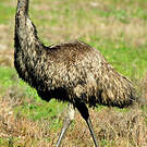 Émeu d'Australie