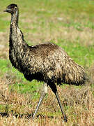 Emu