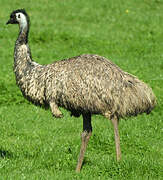 Emu