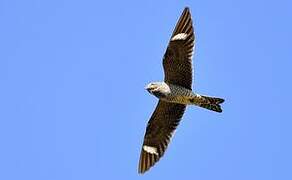 Common Nighthawk