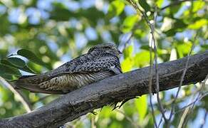 Common Nighthawk