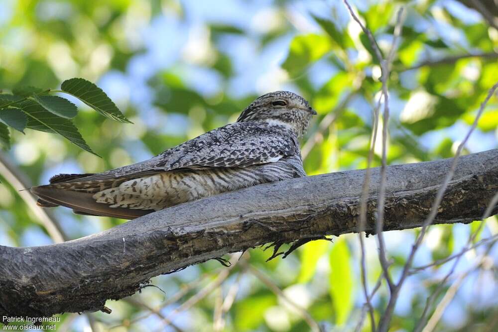 Common Nighthawkadult, identification