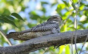 Common Nighthawk