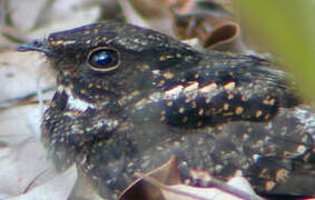 Blackish Nightjar