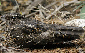 Blackish Nightjar