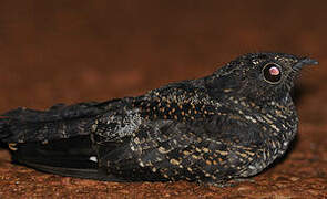 Blackish Nightjar