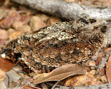 Blackish Nightjar