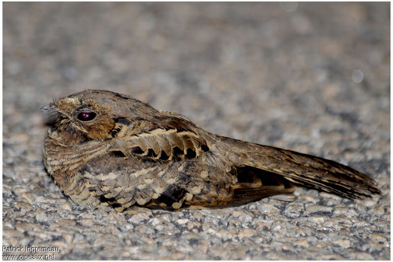 Pauraque female adult, identification