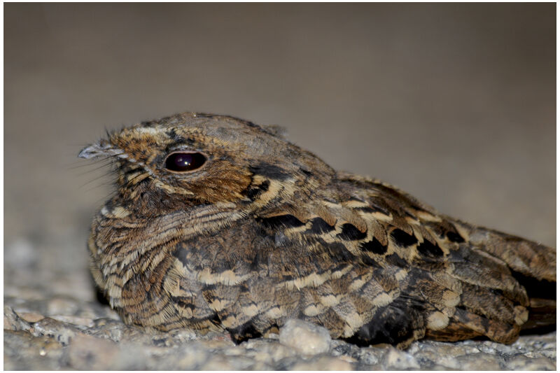 Pauraque female adult