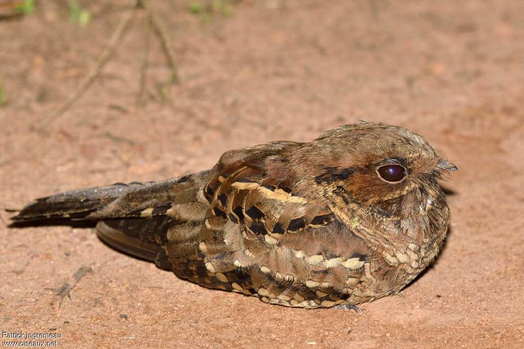 Pauraqueadult, close-up portrait