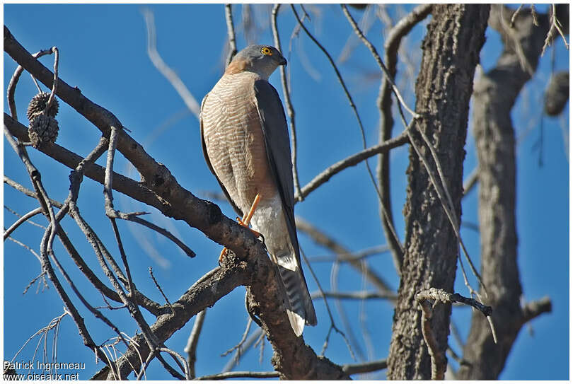 Collared Sparrowhawk