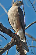 Collared Sparrowhawk