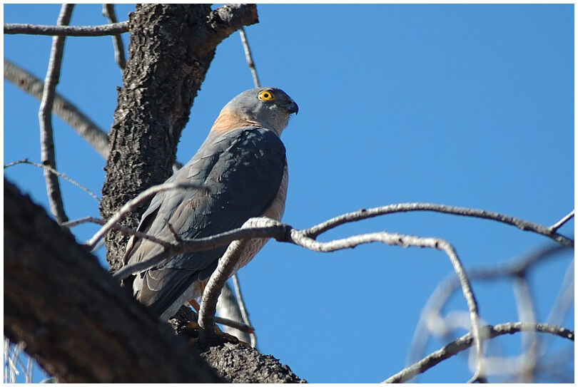 Collared Sparrowhawk