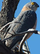 Collared Sparrowhawk