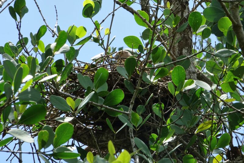 Frances's Sparrowhawkadult, Reproduction-nesting