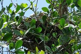 Frances's Sparrowhawk