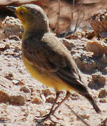 Gibberbird