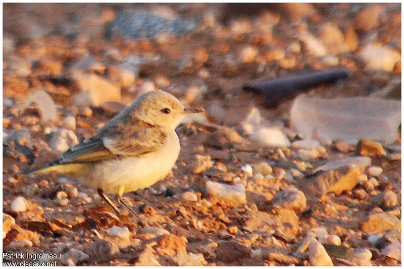 Orange Chat female adult