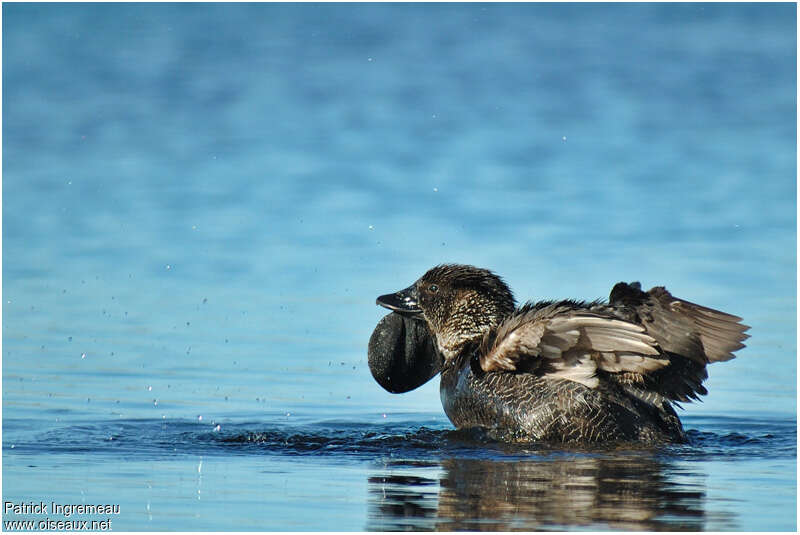 Musk Duck male adult breeding, Behaviour