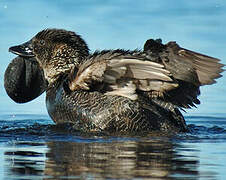 Musk Duck