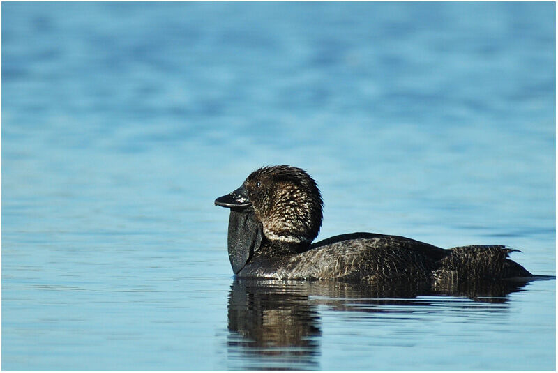 Musk Duck male adult breeding