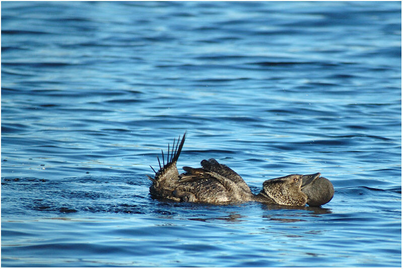 Musk Duck male adult breeding