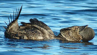 Musk Duck