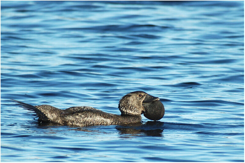 Musk Duck male adult breeding