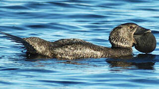 Musk Duck