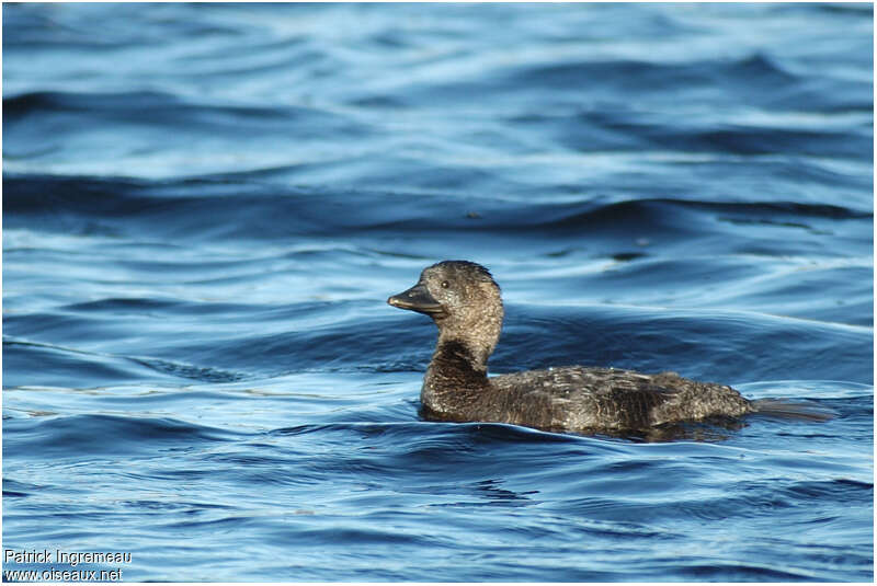 Musk Duck female adult breeding, identification