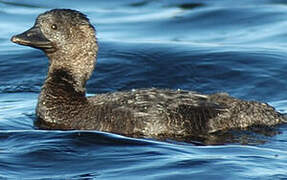 Musk Duck