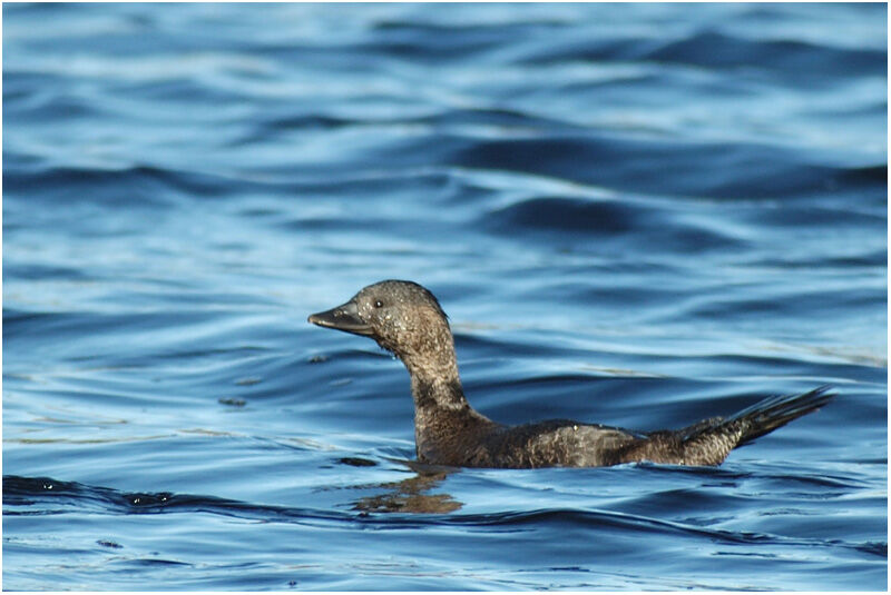 Musk Duck female adult breeding