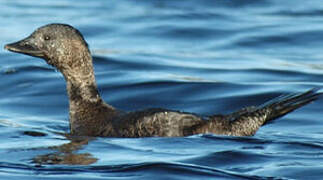 Musk Duck