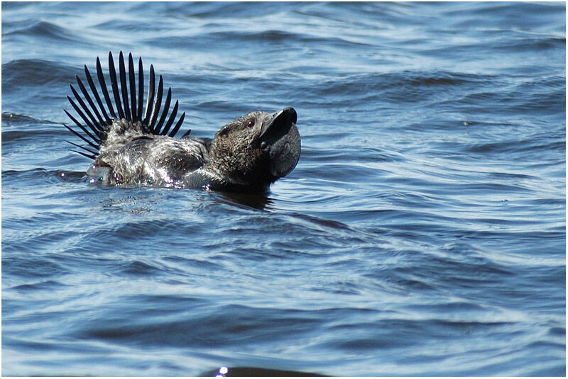 Musk Duck male adult breeding