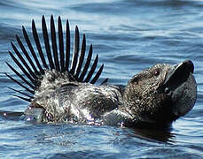 Musk Duck