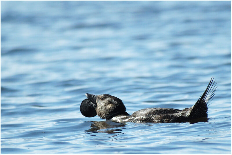 Musk Duck male adult breeding