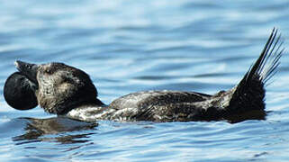 Musk Duck