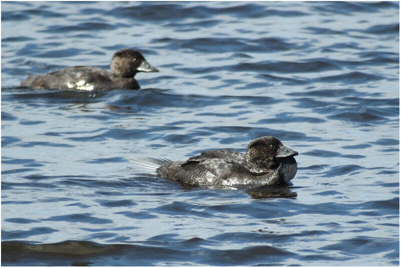 Musk Duck adult breeding