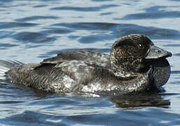 Musk Duck