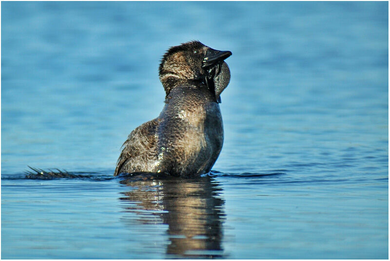 Musk Duck male adult breeding