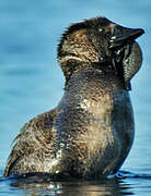 Musk Duck