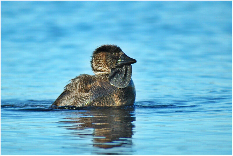 Musk Duck male adult breeding