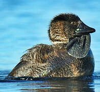 Musk Duck