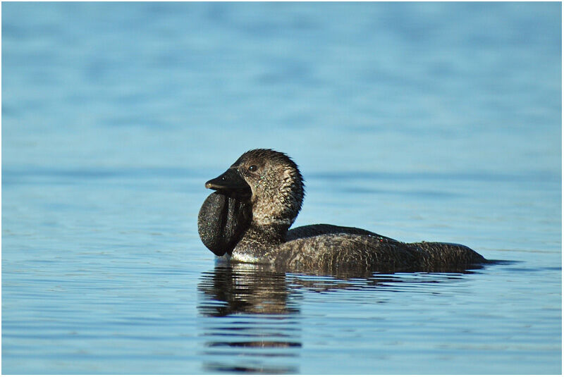 Musk Duck male adult breeding